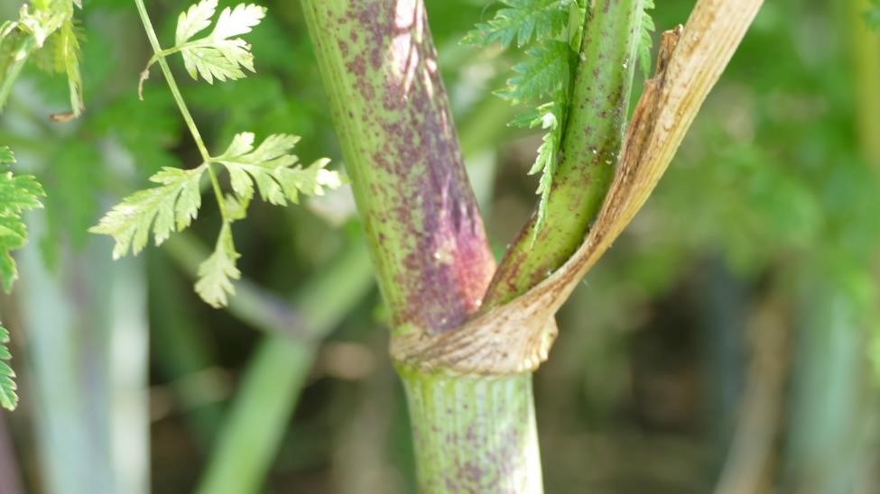 Purple spotting on smooth, hollow stems