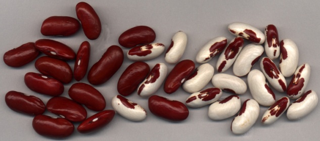 Red Kidney and Soldier Beans Red Kidney and Soldier Beans