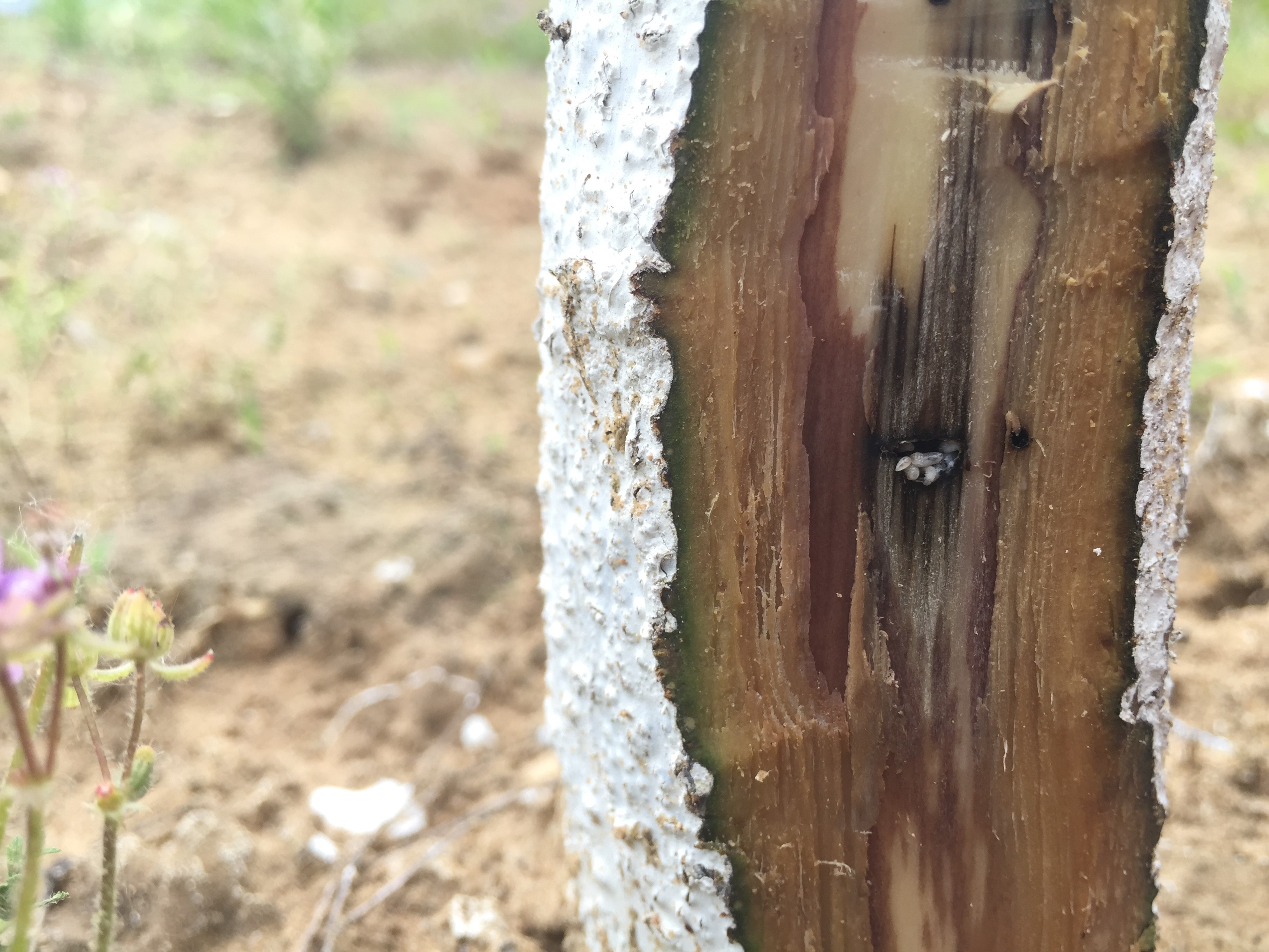 ambrosia beetle larvae