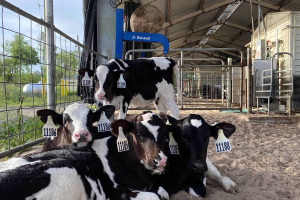 Focusing on latent carriers for controlling Salmonella Dublin in dairy herds