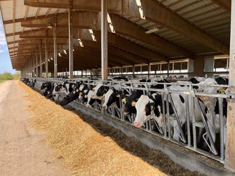 black and white cows eating brown food