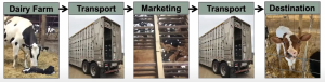 Calf transportation: Managing risk from the road to the ranch