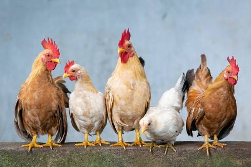 Image of five chickens