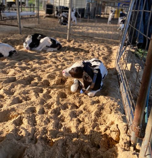 black and white cows laying in brown sand