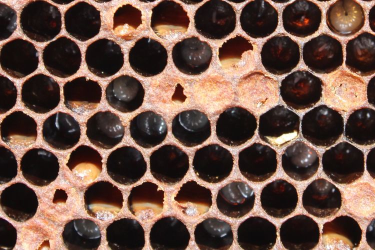 Foto de panal con cría de abeja melífera enferma.