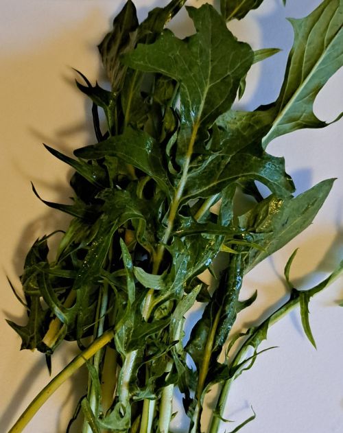 Washed dandelion greens.