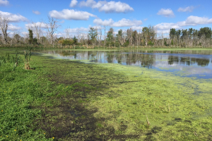 Citizen science bioblitz events evolve during novel coronavirus pandemic