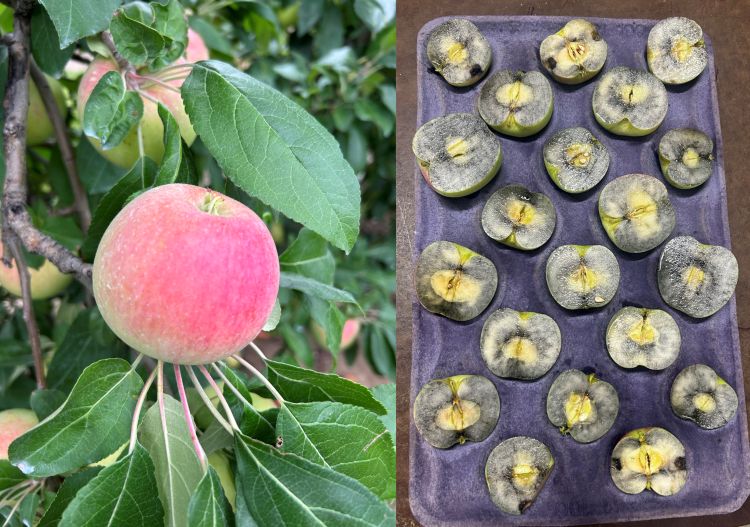 For decorative purposes.