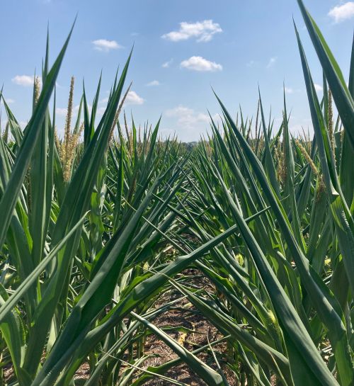 Corn leaves rolled inward due to water stress.
