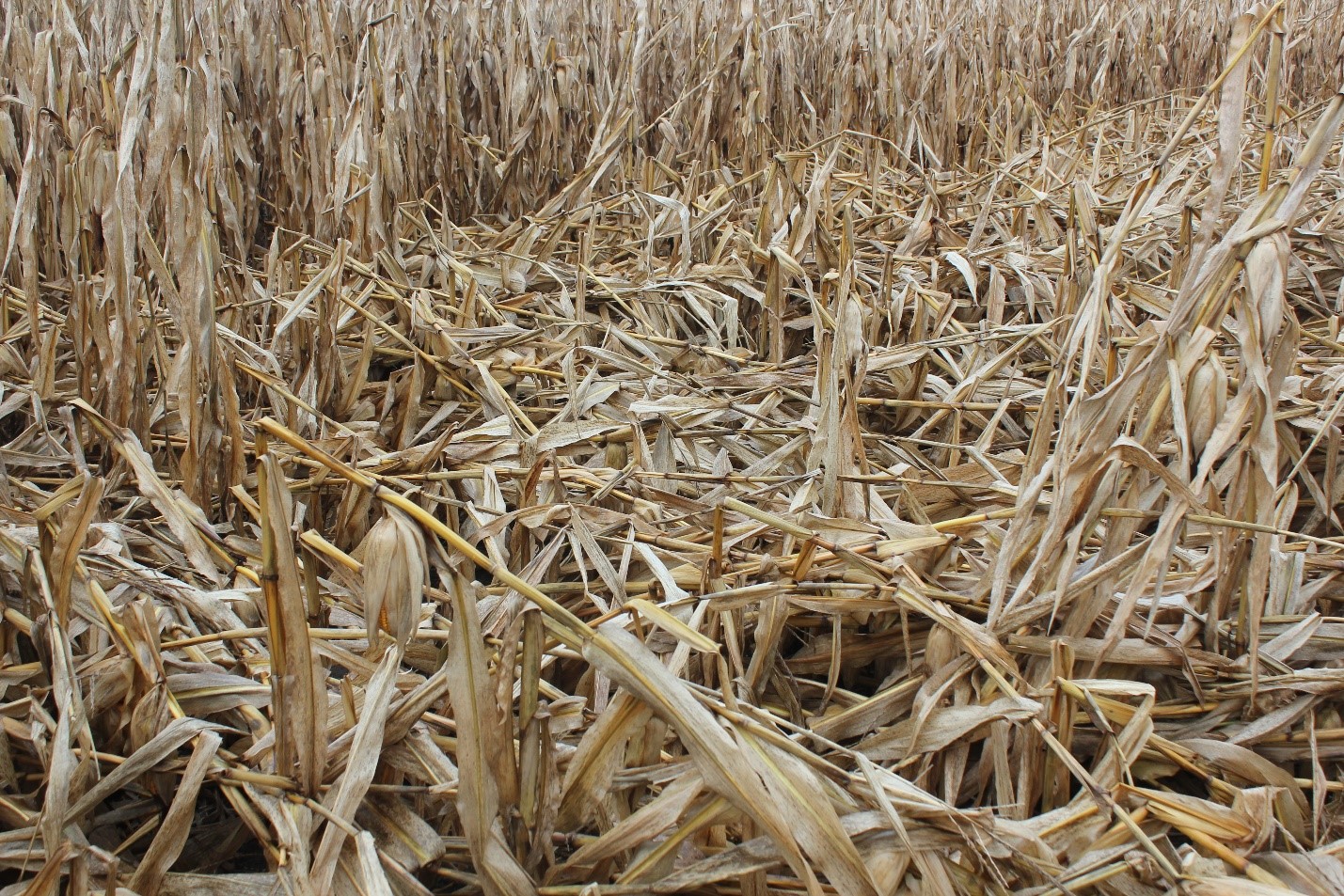 Lodged corn