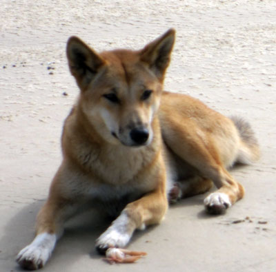 Dingo at Fraser Island Dingo at Fraser Island
