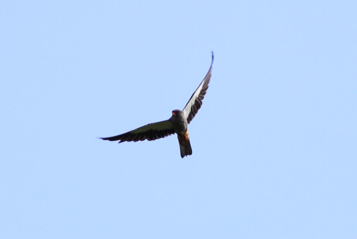 Amur falcon Amur falcon
