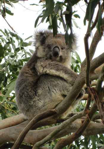 koala koala