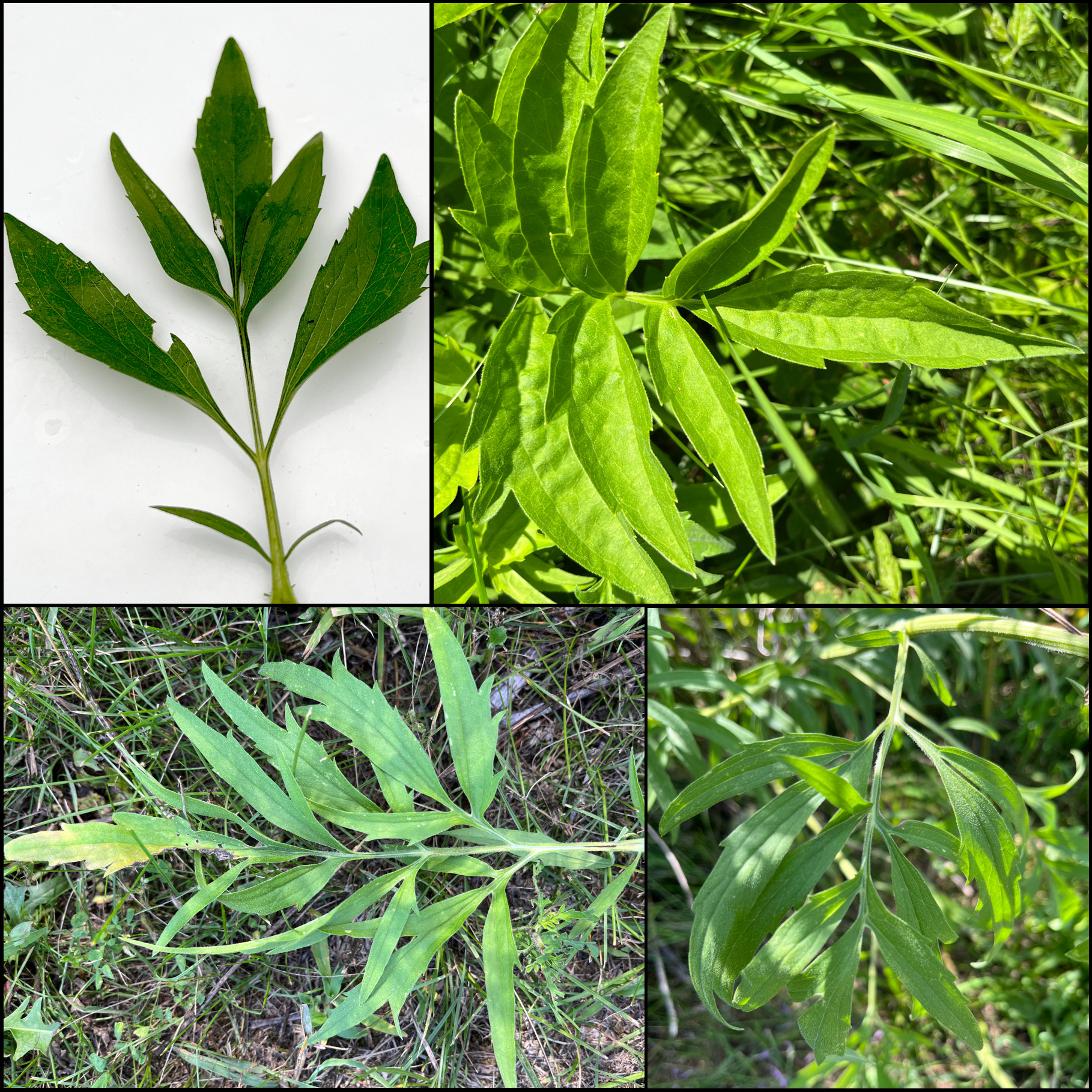 green leaves