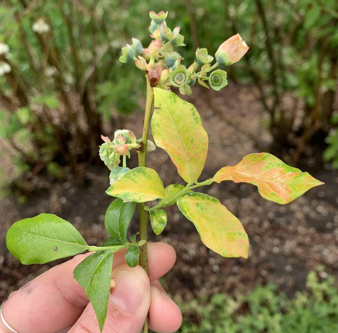 A blueberry twig showing signs of mosaic. Now is a great time to scout your field for virus symptoms. Photo by Cheyenne Sloan, MSU Extension.