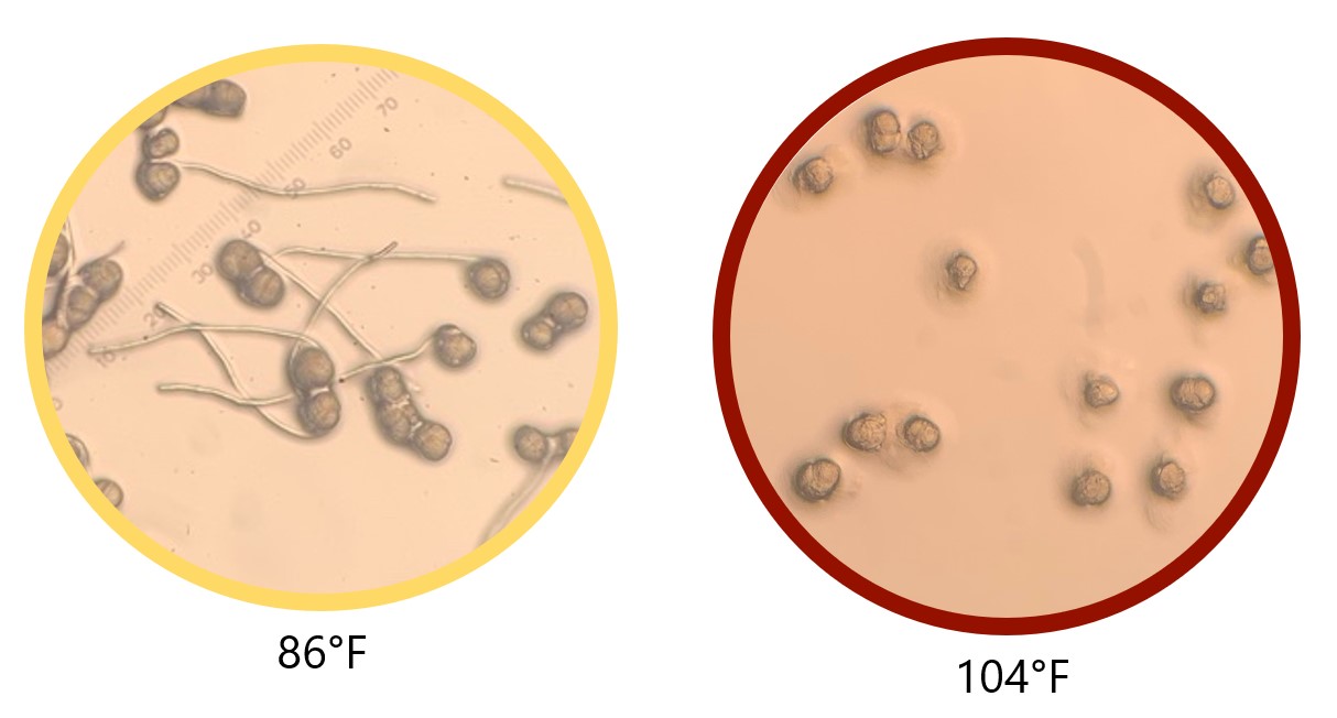A diagram showing pollen tube growth at different temperatures.
