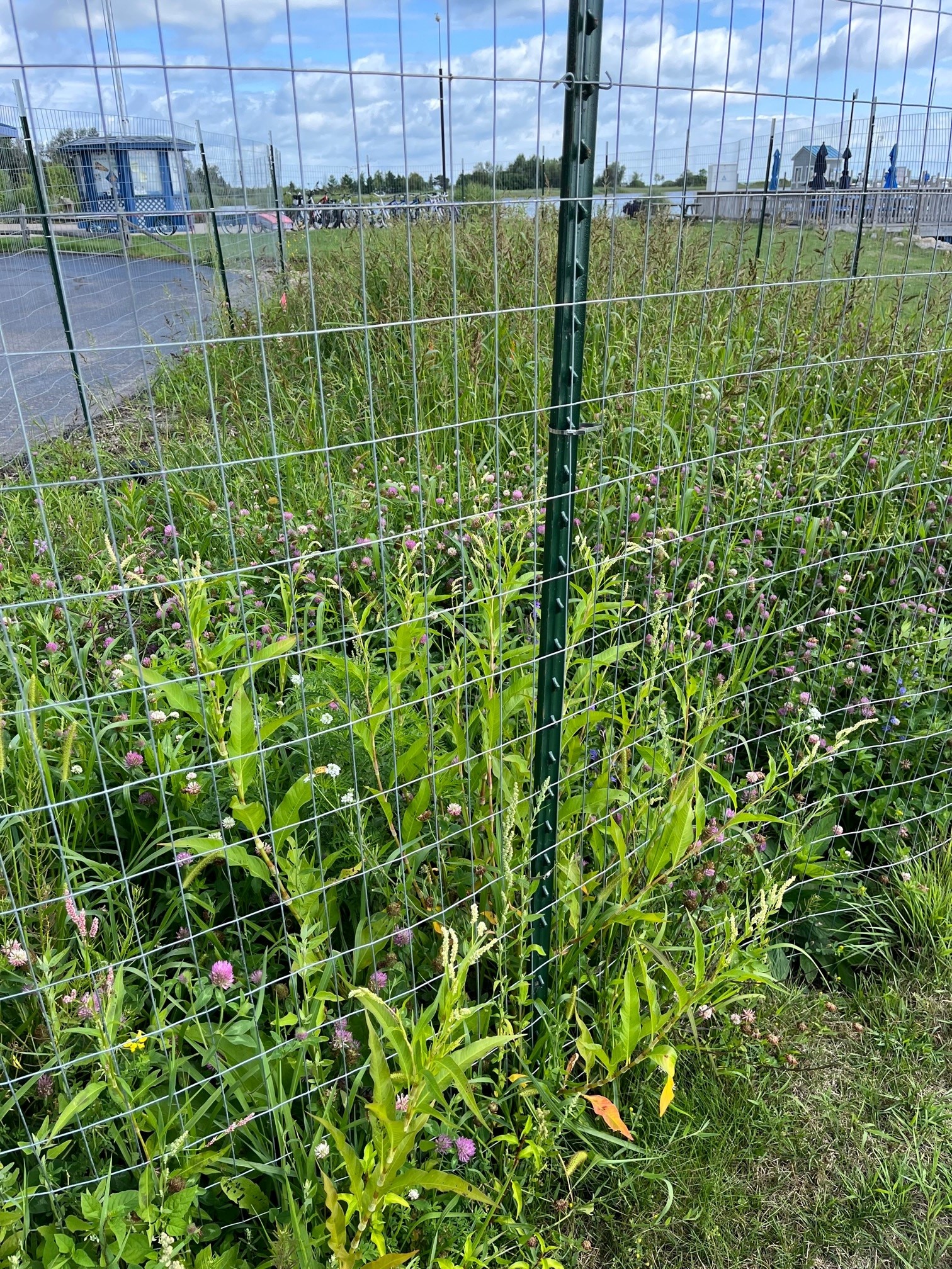Weeds out of control.jpg