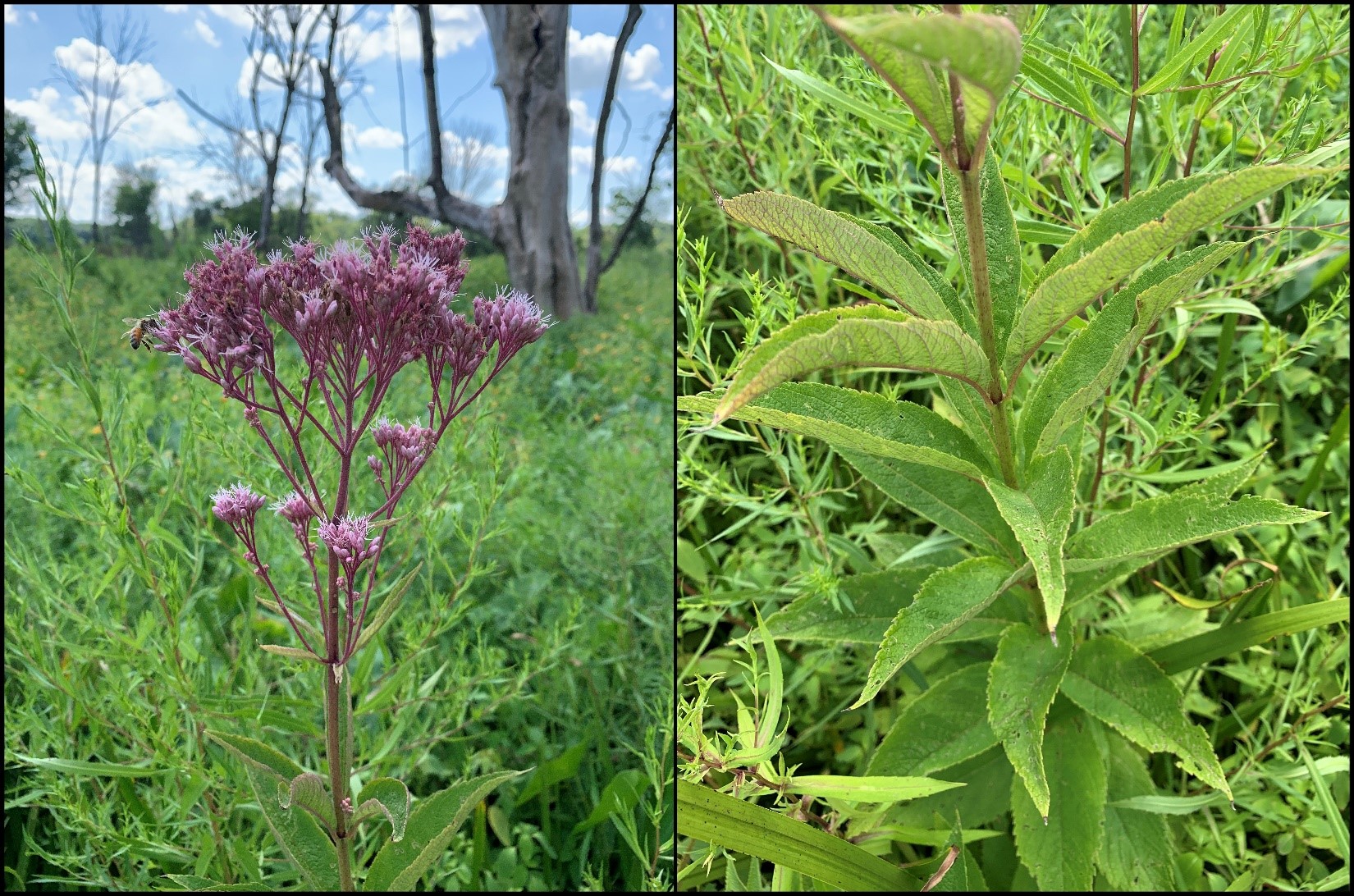 The flowers, stem and whorled leaves of Joe Pye weed.