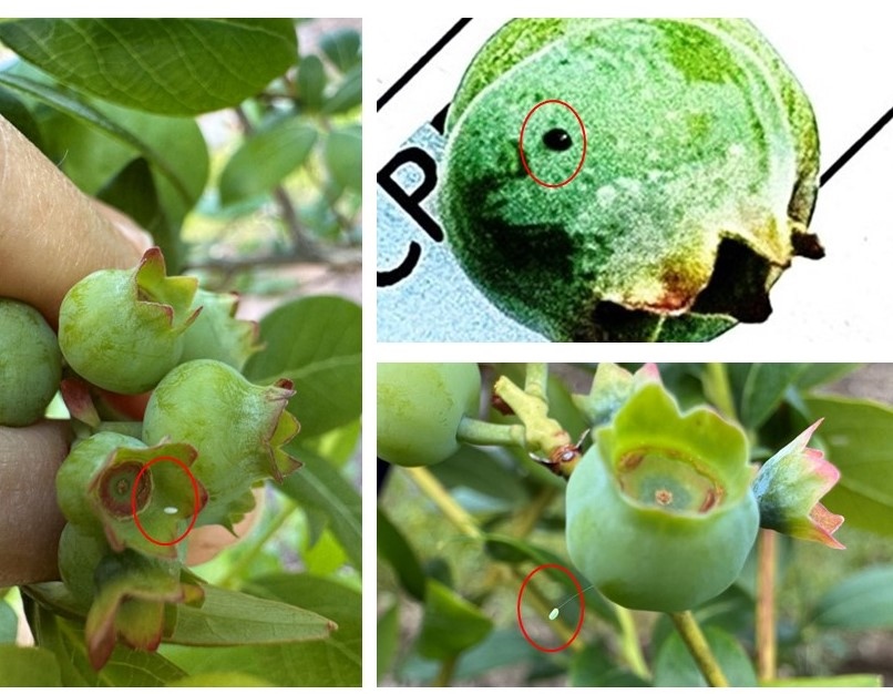 Left: Egg of the brown Chrysopa. Right upper corner: Cherry fruitworm egg parasitized by Trichogramma spp. wasps. Right lower corner: Egg of the green Chrysopa. 