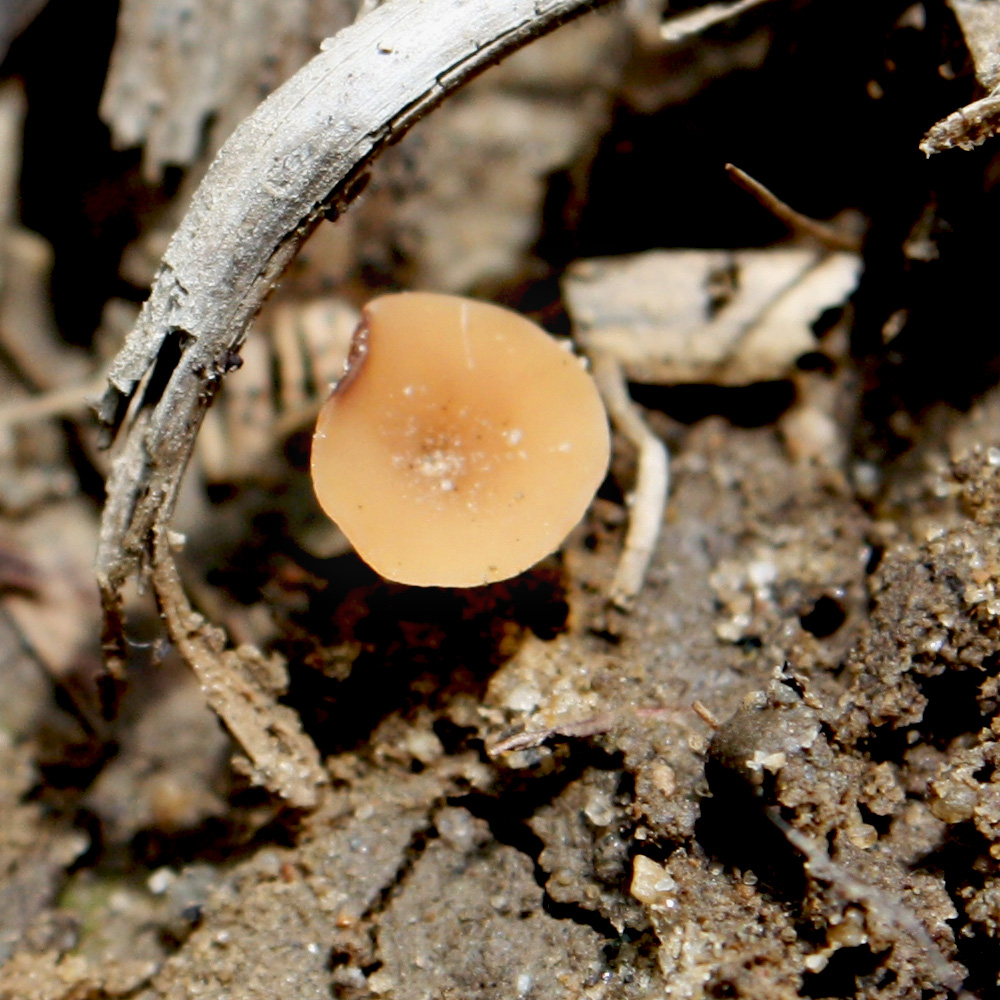 apothecium