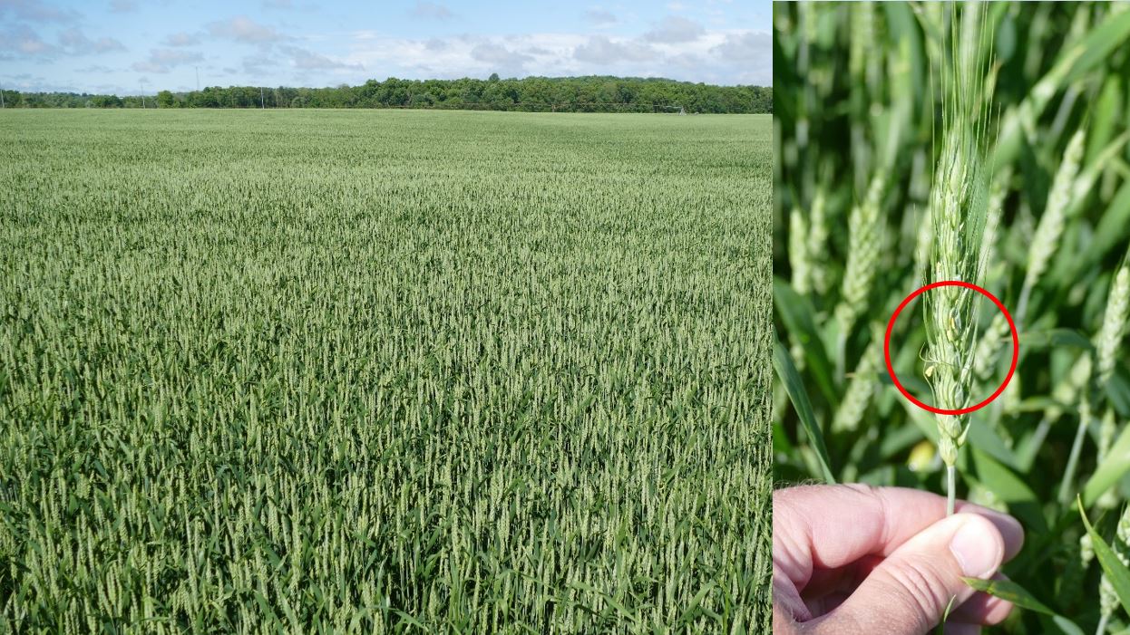 Wheat fully headed