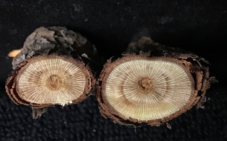 Vascular necrosis in hybrid grapes