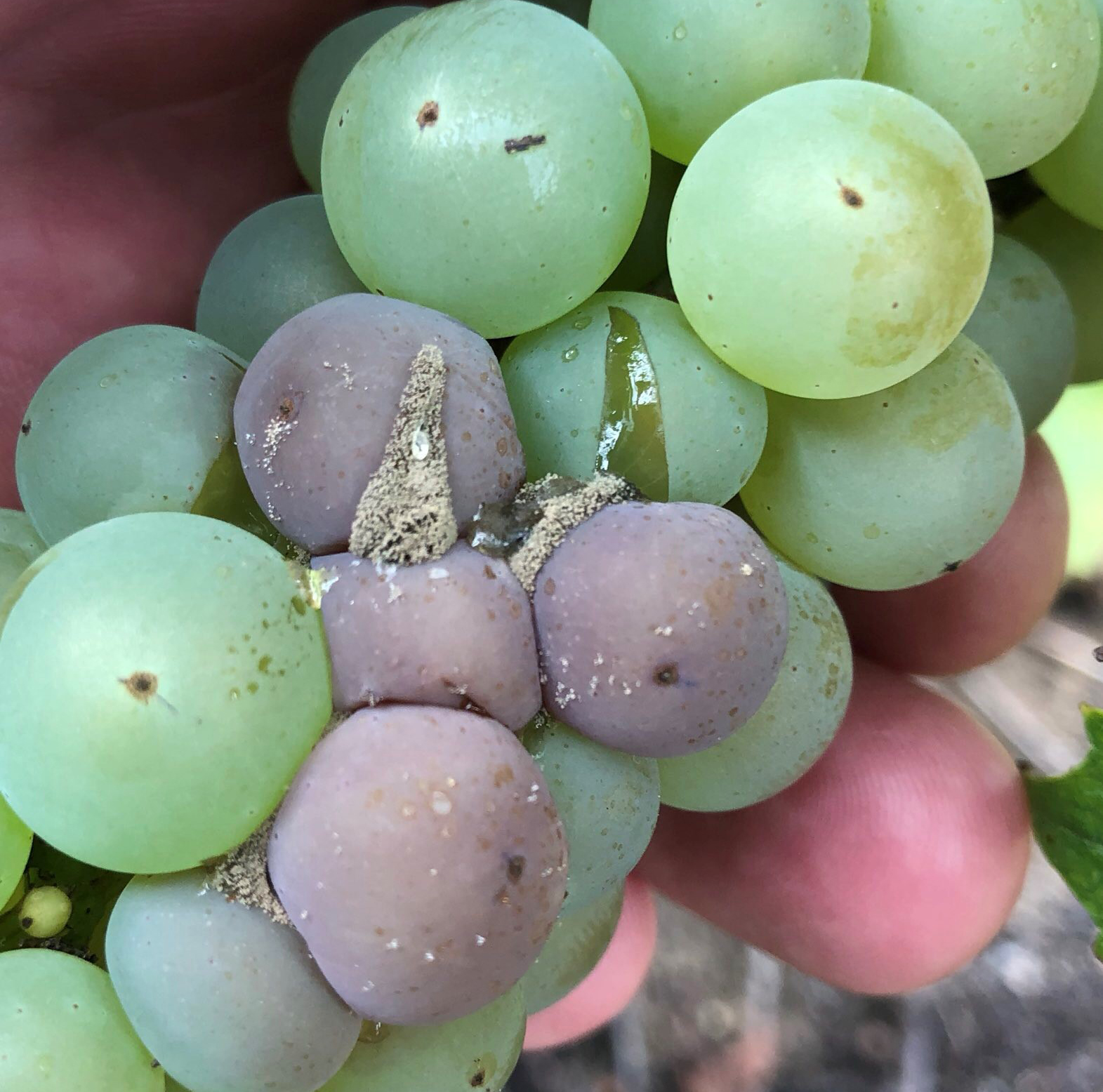 Botrytis bunch rot on Aurora hybrid grapes