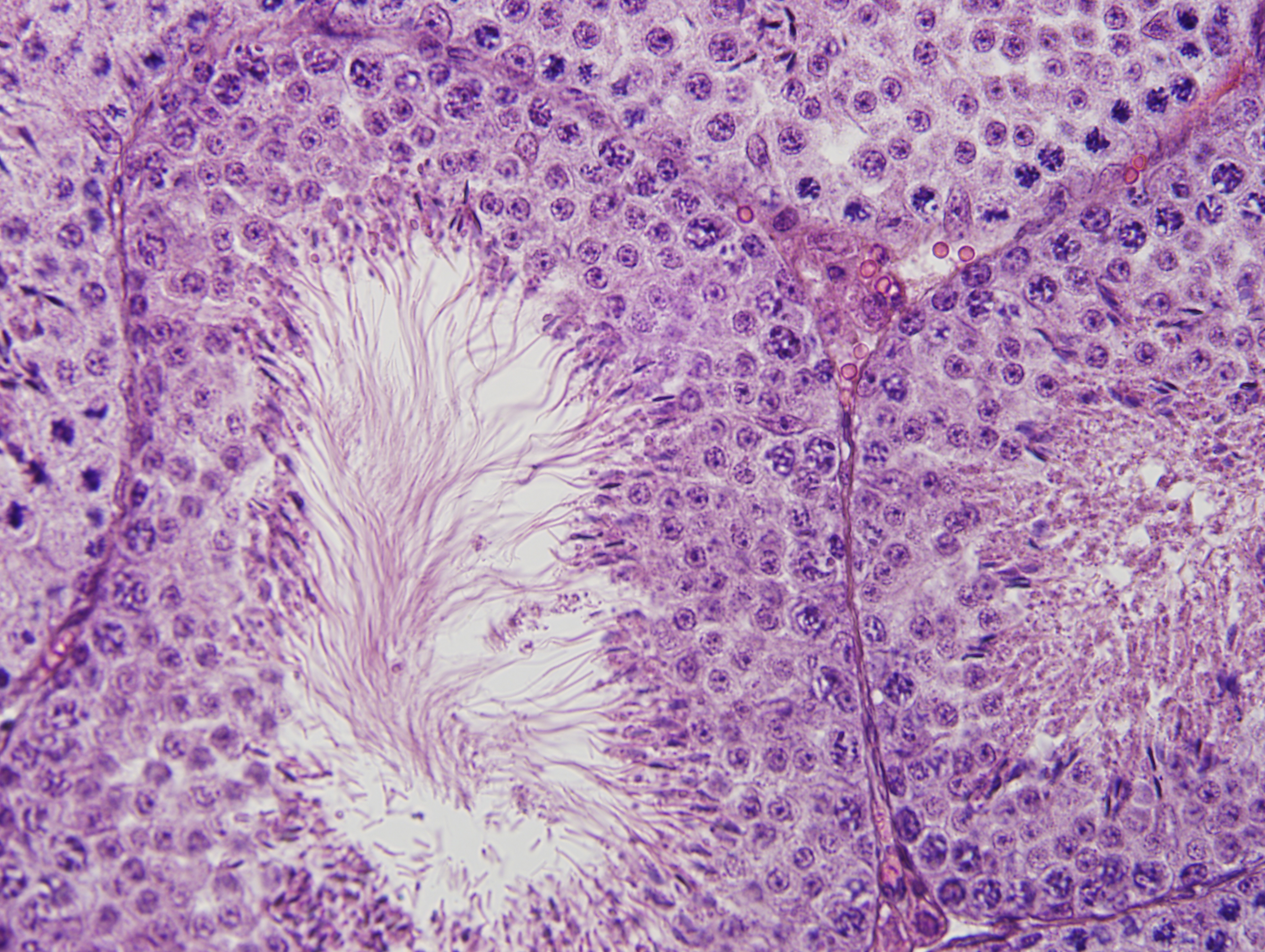 het5_testis