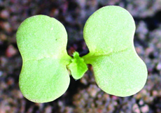 wild mustard kidney-shaped cotyledons