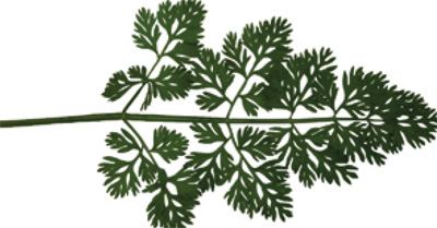 wild carrot leaf