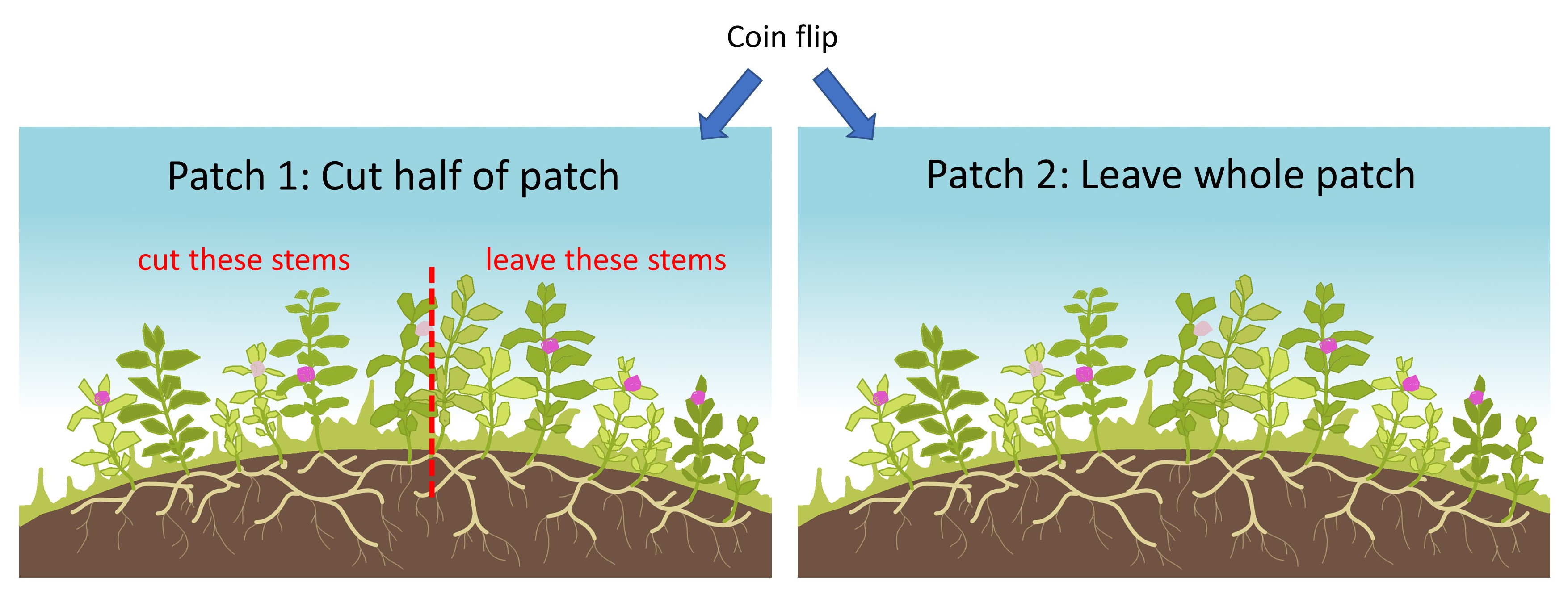 two_patches
