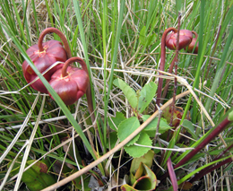 Restoring fens Prairie fen