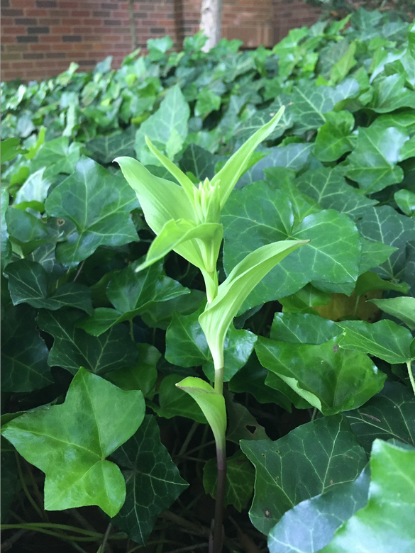 Broad-leaved hellborine shoot 3