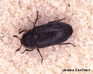 Adult Black Carpet Beetle