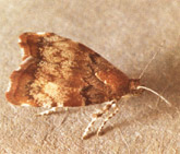 Adult Apple Leaf Skeletonizer Moth