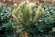 Aster yellows phytoplasma on statice