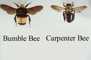 Carpenter bee to bumble bee comparison
