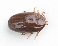 Engorged Female Brown Dog Tick