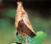 Foliar Damage Caused by an Apple Leaf Skeletonizer Moth