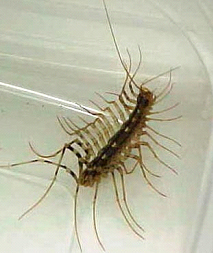 House Centipede