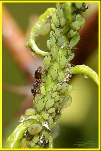 Odorous House Ants Milking Aphids