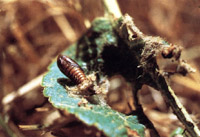 Apple Leaf Skeletonizer Moth Pupa
