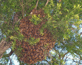 Swarm of honeybees In tree