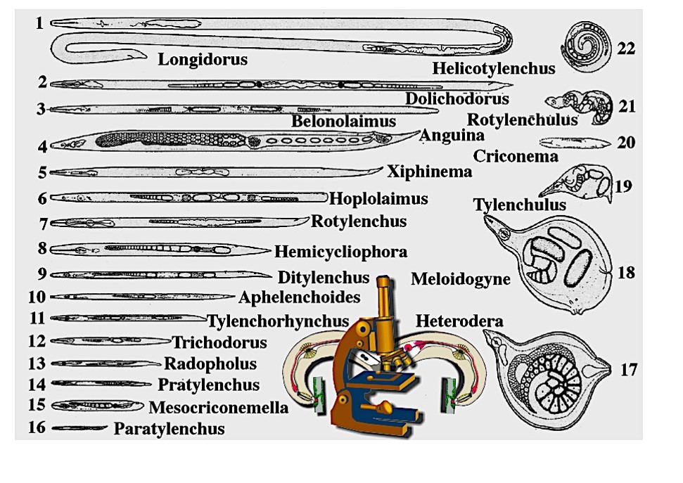 variousnematodes