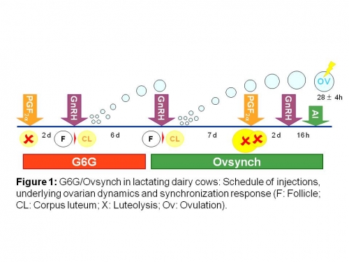 G6G Ovsynch figure