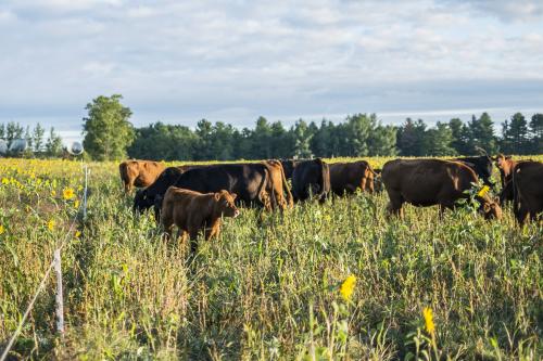 Cattle graze at the Upper Peninsula Research and Extension Center.