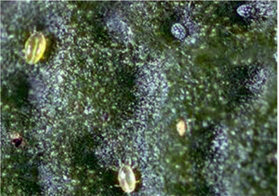 Broadmites Broadmites