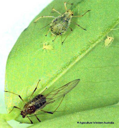 Foxglove aphid. Foxglove aphid.