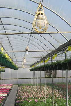 CFLs can be alternated with incandescent lamps to lower energy costs without delaying flowering. CFLs can be alternated with incandescent lamps to lower energy costs without delaying flowering.