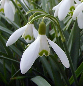 snowdrop snowdrop
